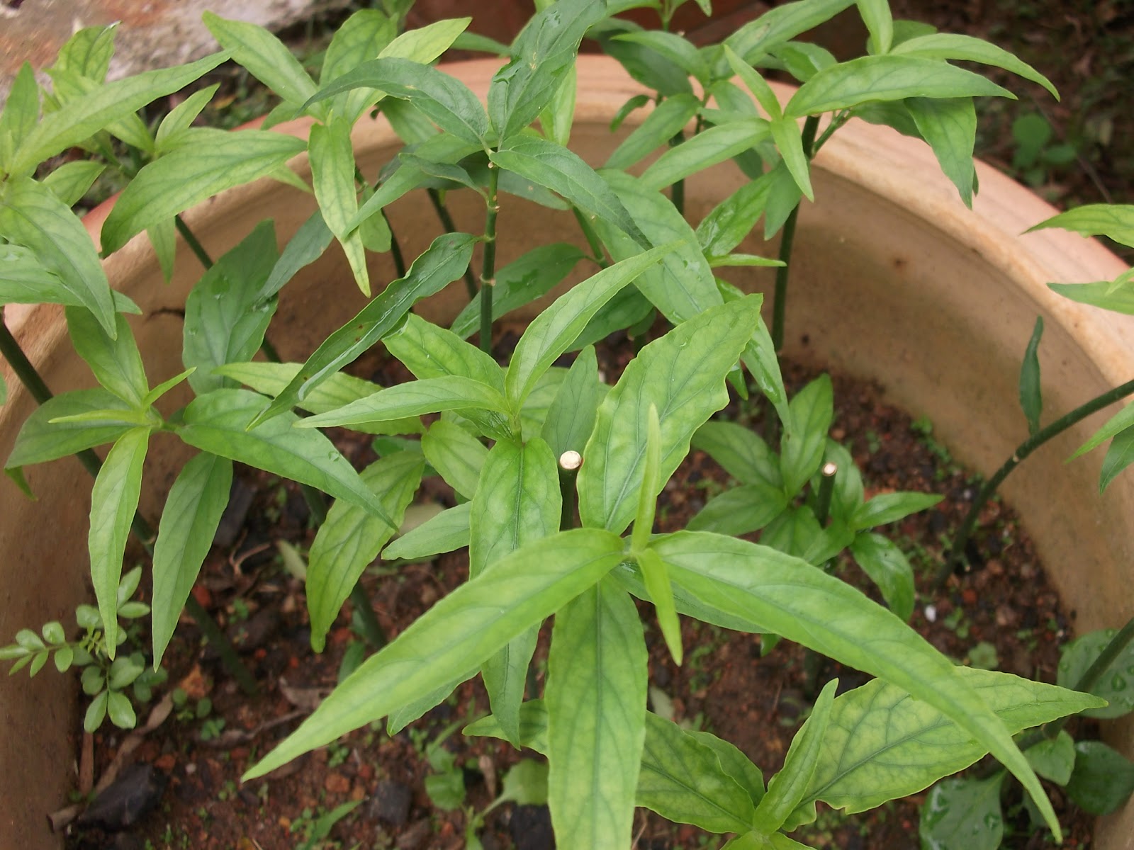 Sabah Snake Grass Dealer Singapore Pictures of Sabah Snake Grass