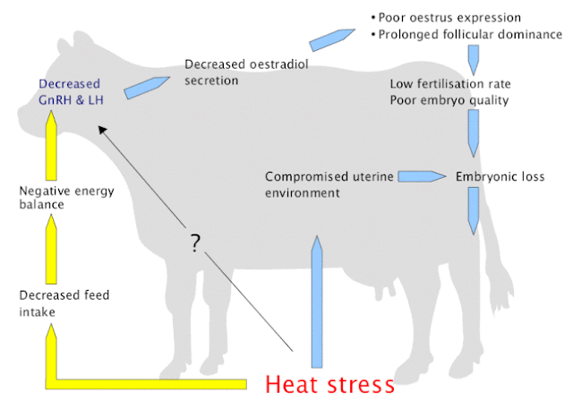 Stress nhiệt ảnh hướng tới các kích thích tố sinh dục bò.