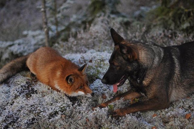 Amistad entre un Perro Noruego y Zorro Zalvaje