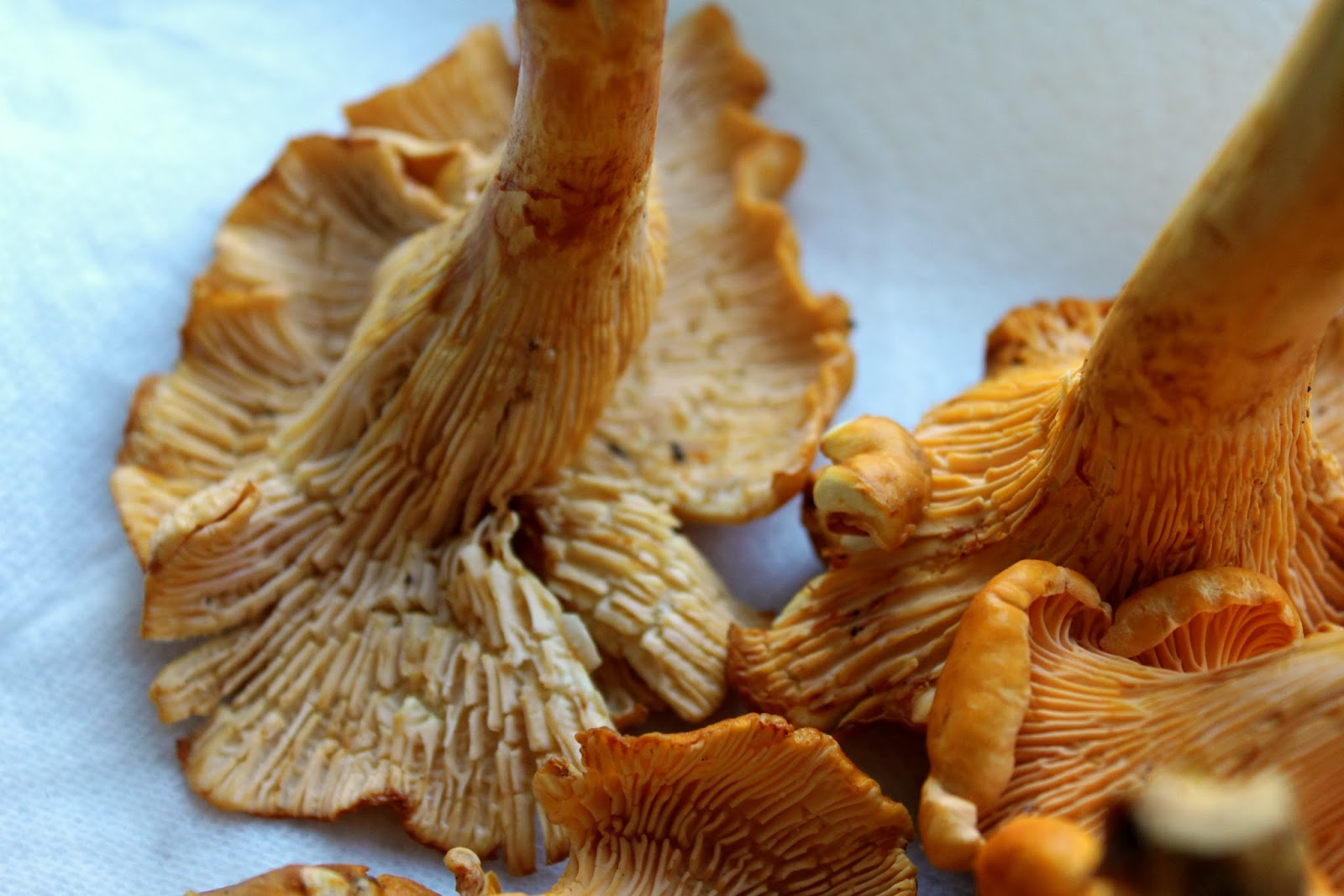 A Feast for the Eyes Chanterelles with Sage, Roasted Pork Tenderloin