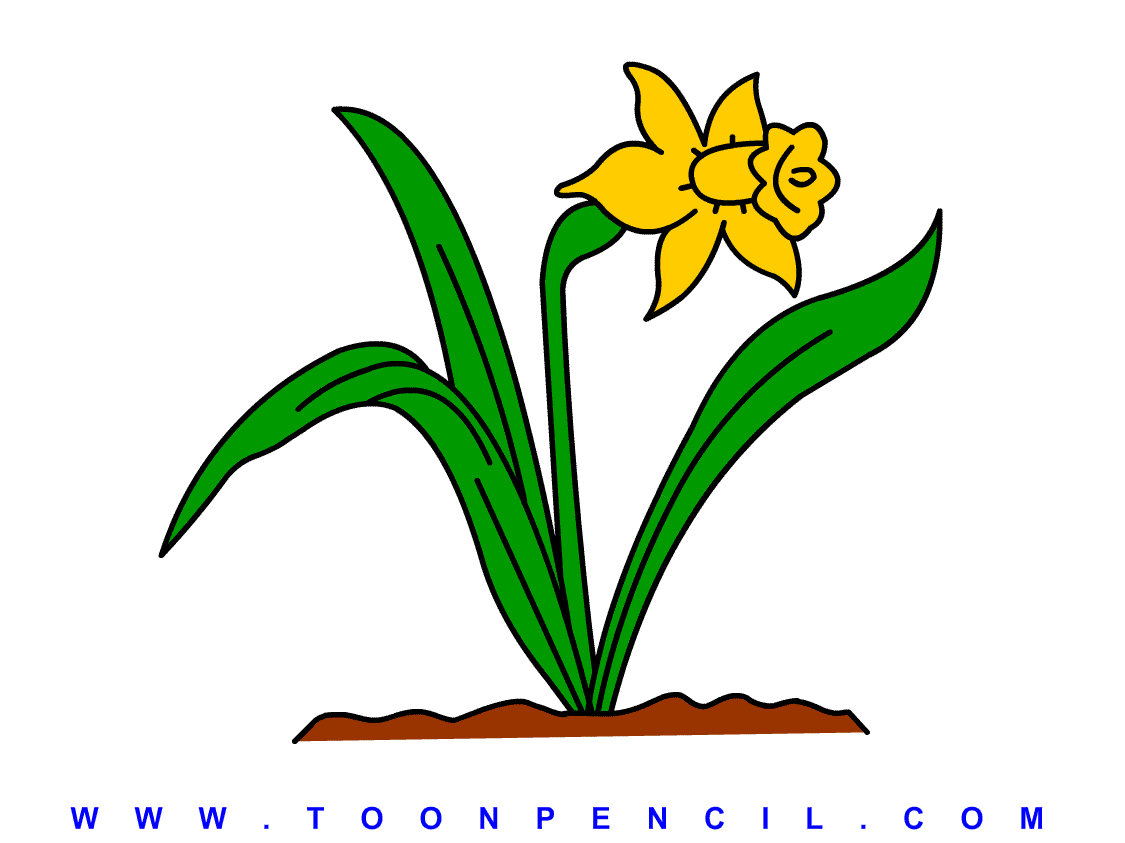 How to draw daffodil