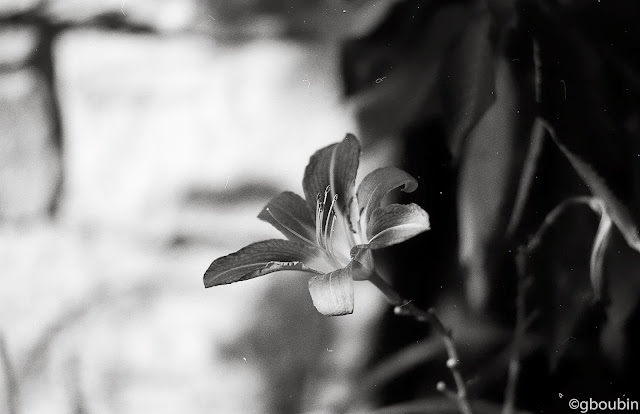"Fleur"  (Sujet : Fleur - Ménétreux le Pitois ; Materiel : Canon A1, 50mm, APX100)