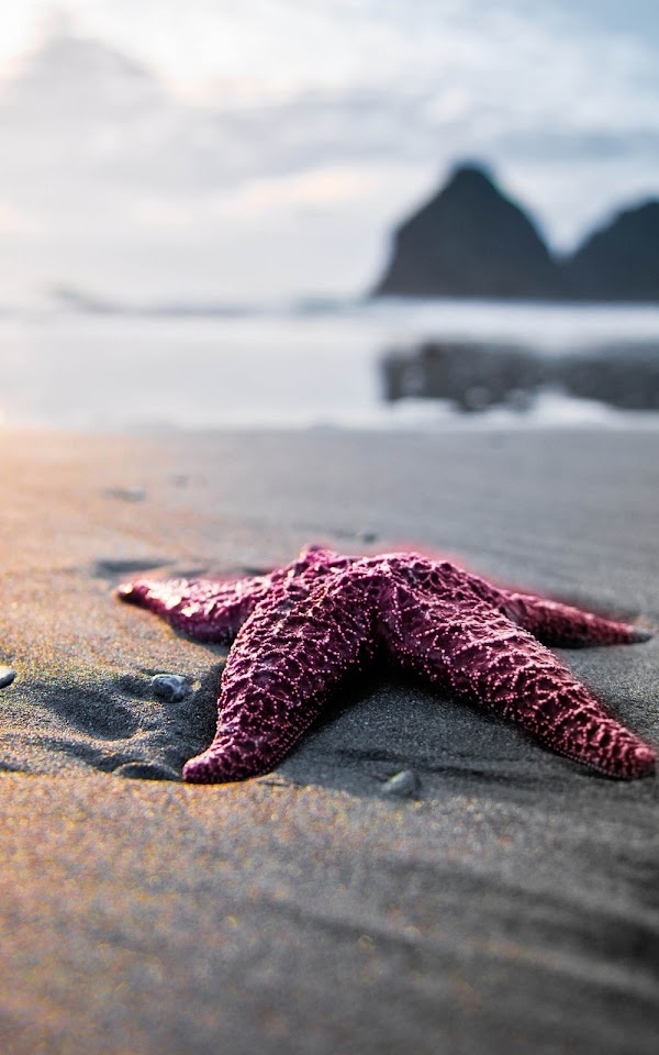 Close Up Sea Star On The Beach  Android Best Wallpaper