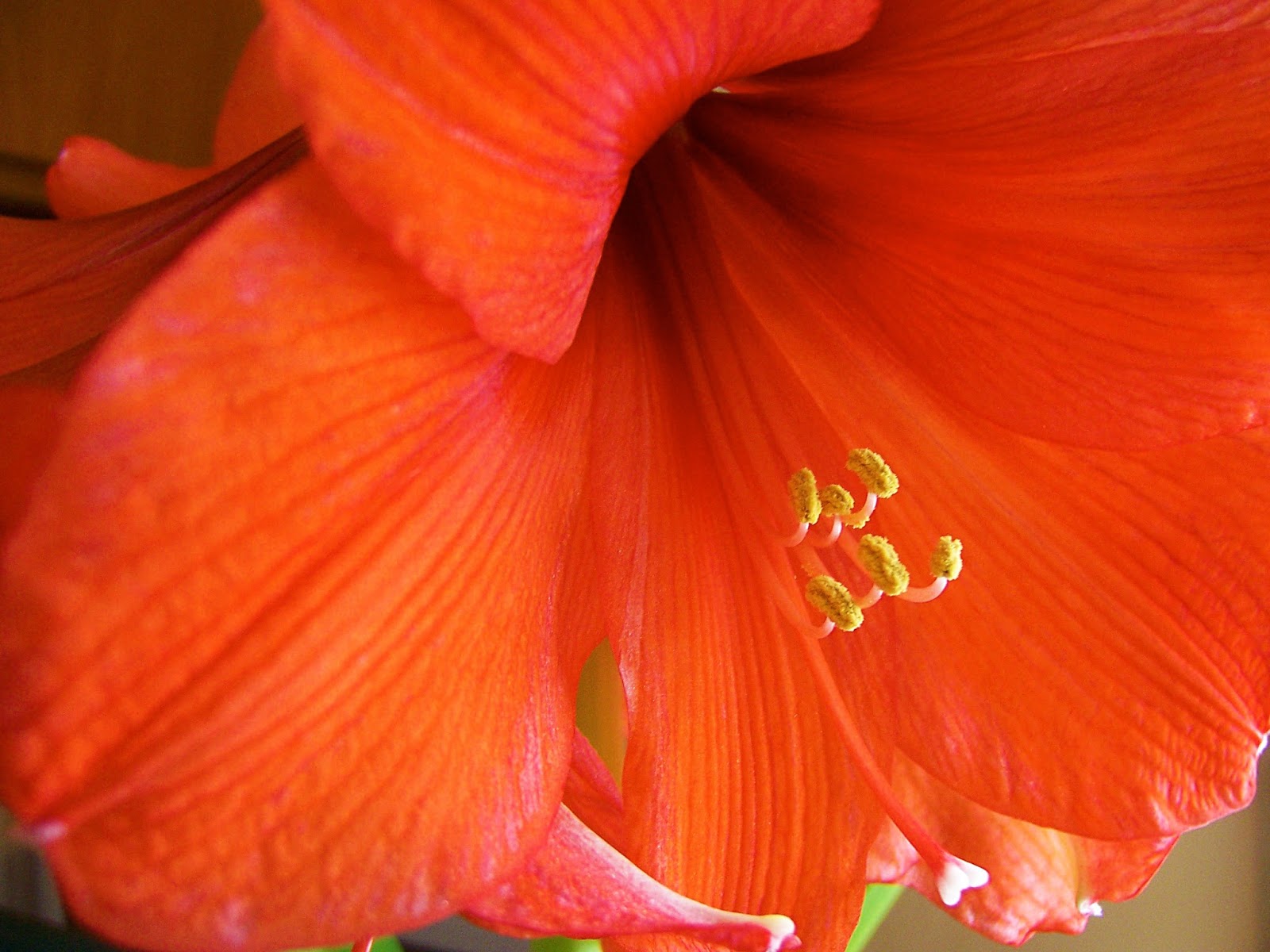 Amaryllis 'Desire' Amaryllis 'Desire'