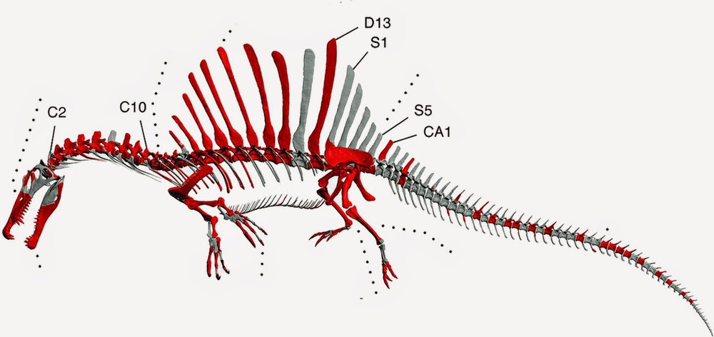 aqua-spinosaurus-skel.jpg