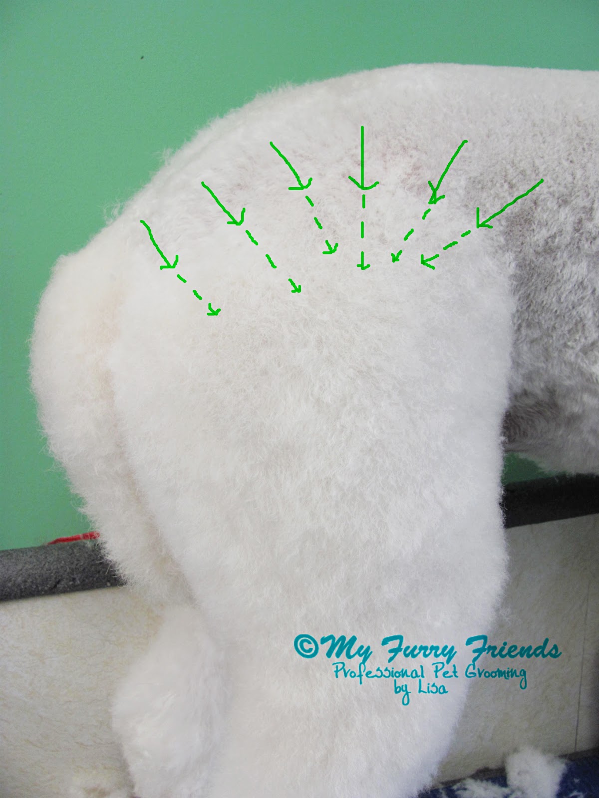 Pet Grooming The Good, The Bad, & The Furry Lamb Cut