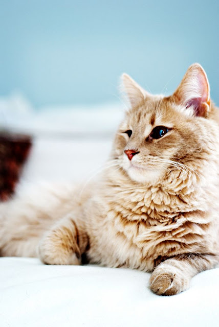 10 Cat Breeds For Dog Lovers