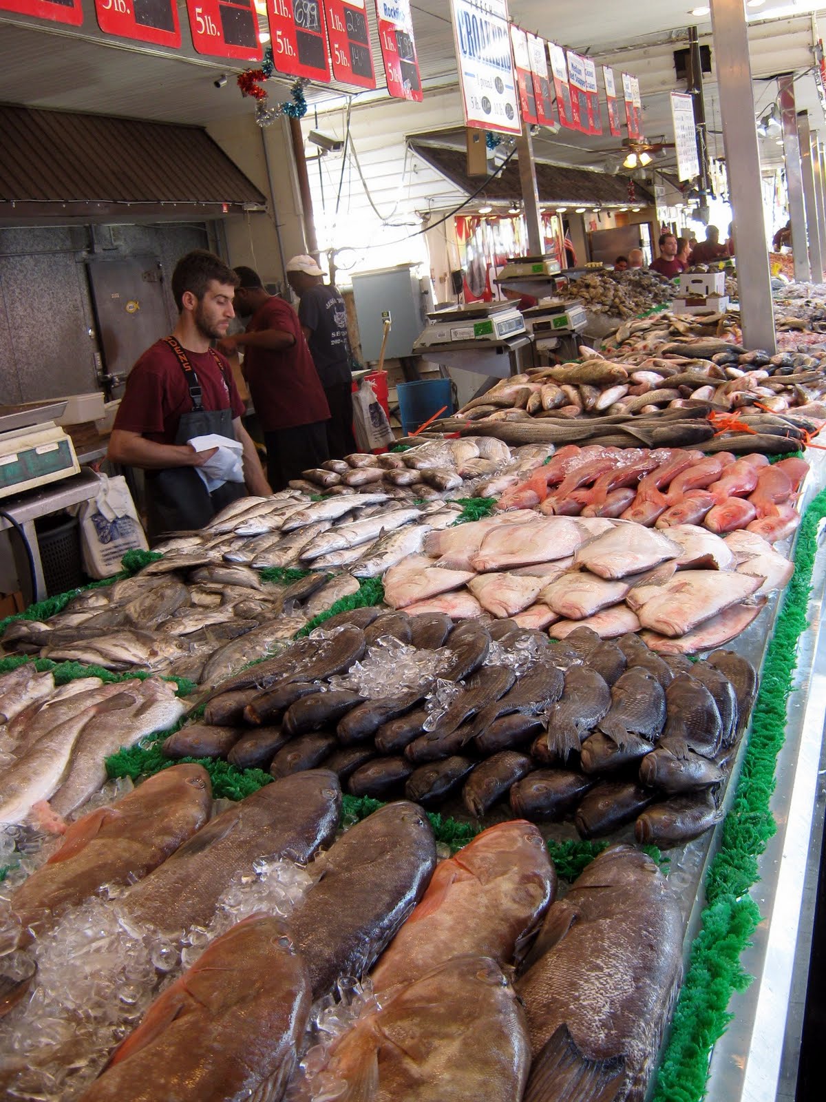 Three White Leopards August 2011