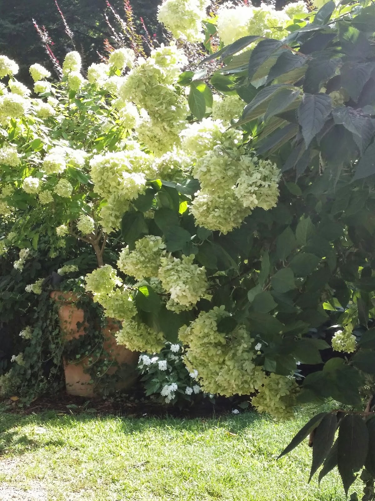 TARA DILLARD Hydrangea