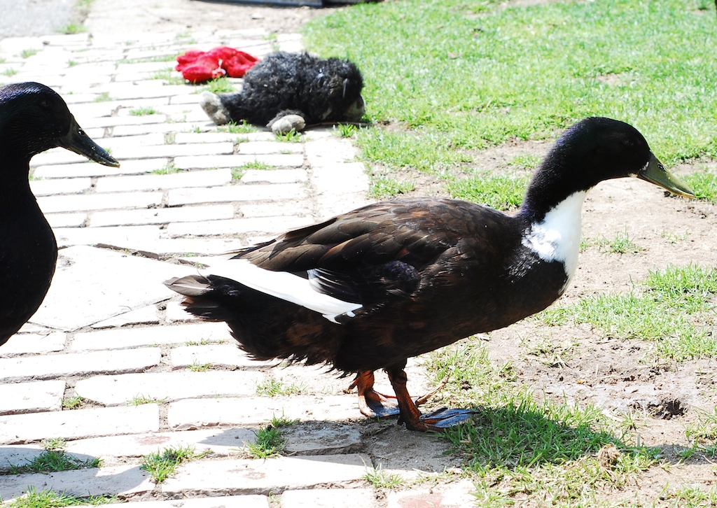 Can Dogs Eat Duck Poop