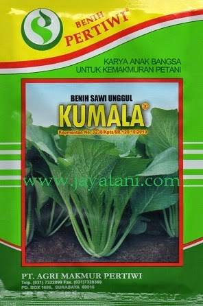 Jual Bibit Sawi Putih Benih Sawi Putih Murah Lengkap Bibitbunga