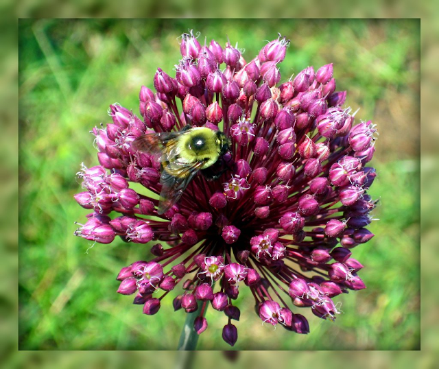 Living In Williamsburg, Virginia Return Of The Yorktown Onion