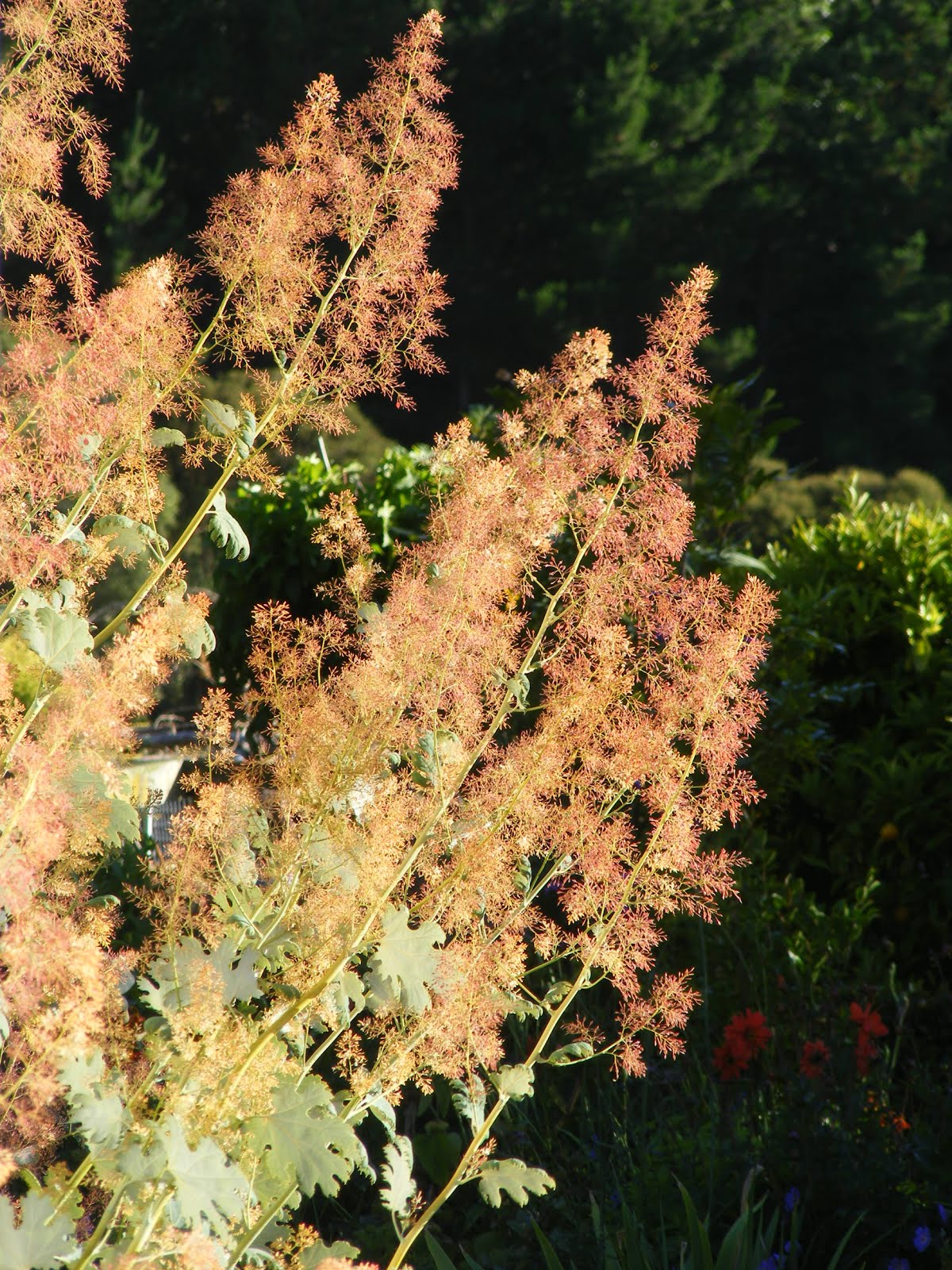 Macleaya cordata