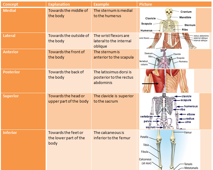anatomy terminology Introduction to anatomy & terminology in anatomy & introduction to osteology 19 092014 kaan yücel md, phd sources used. anatomy terminology Introduction to anatomy & terminology in anatomy & introduction to osteology 19 092014 kaan yücel md, phd sources used.