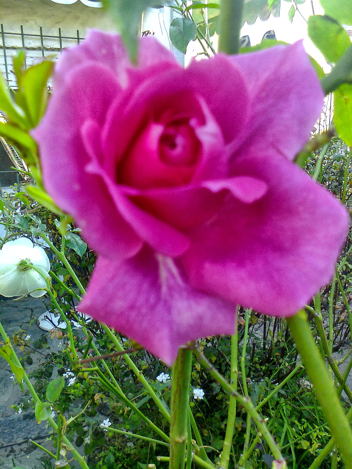 Imagenes De Rosas Pequeñas