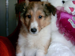 Sable and White Sheltie