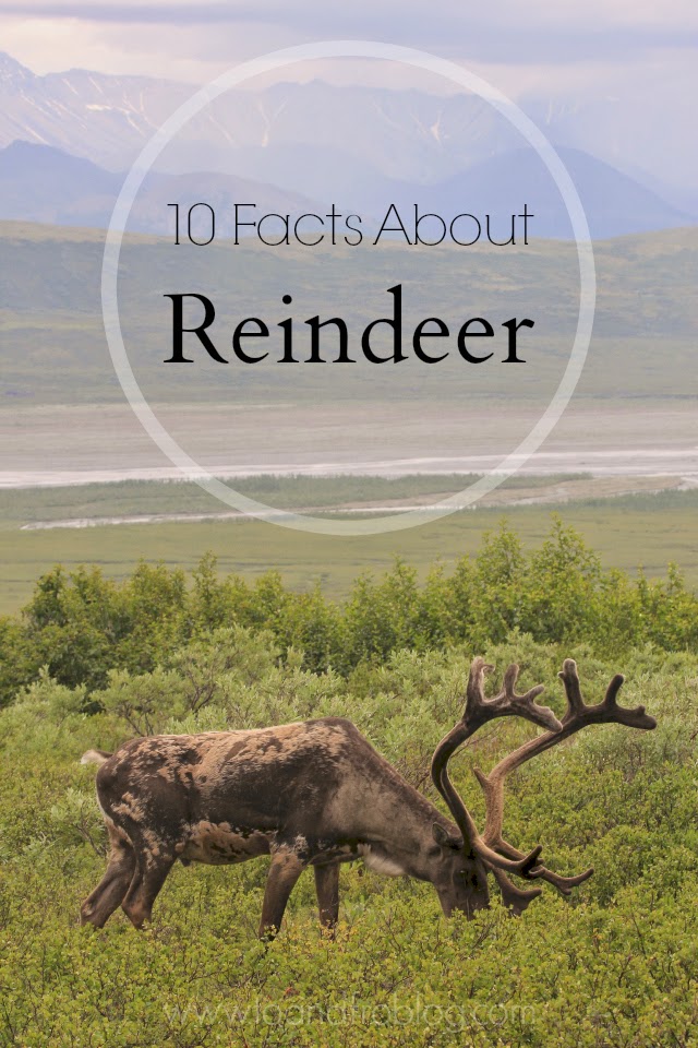 Did You Know? Fun Facts about Reindeer To & Fro
