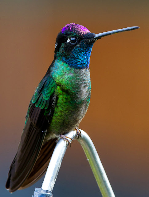 Bellas aves de El Salvador