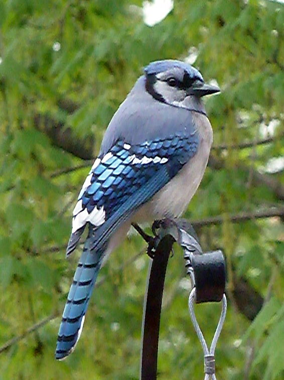 Penelopedia: Nature and Garden in Southern Minnesota: Blue Jays - At Last