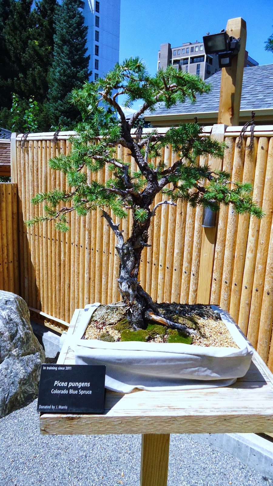 Denver Botanic Garden Bonsai Collection Colorado Rocky Mountain Bonsai Suiseki
