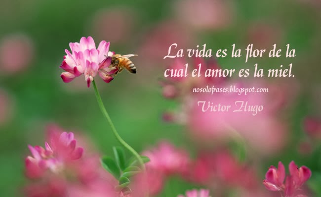 No Solo Frases La Vida Es La Flor De La Cual El Amor Es La Miel