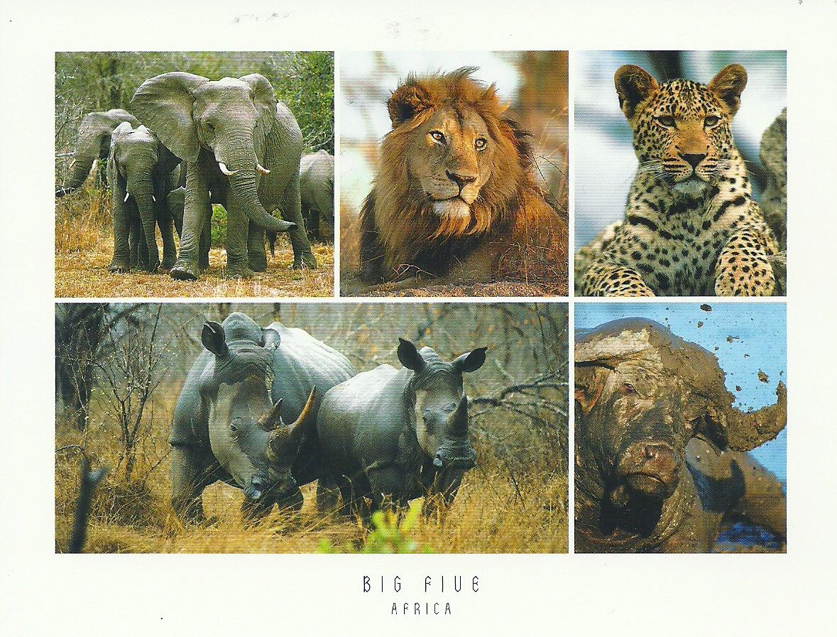 The Big Five Refers To Five Of Africa S Greatest Wild Animals Lion African Elephant Cape Buffalo Leopard And Rhinoceros Canvas Prints Art Prints Canvas