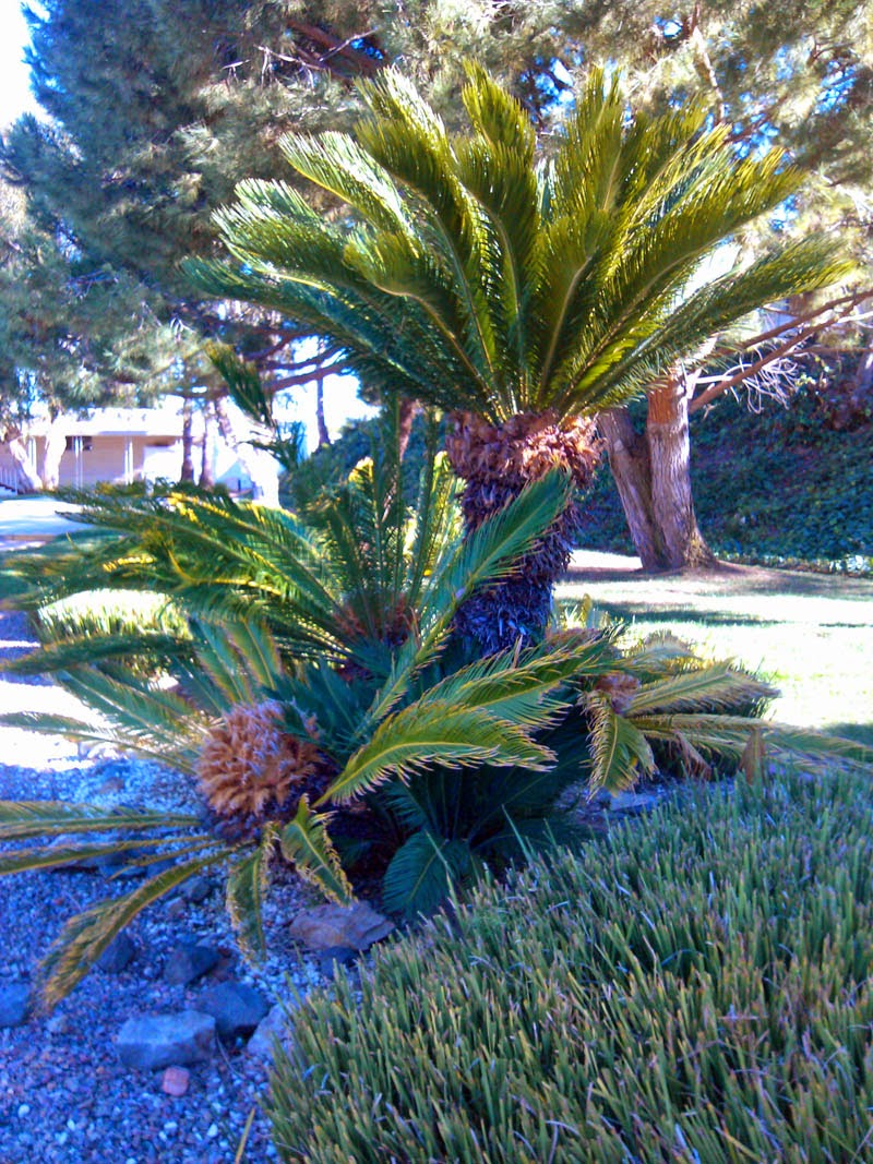 Palm trees in San Diego - Greg in San Diego