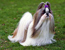 Shih-tzu-dog