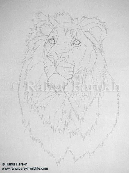 Rahul Parekh Wildlife Art: Creative Process