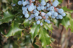 Blue Holly