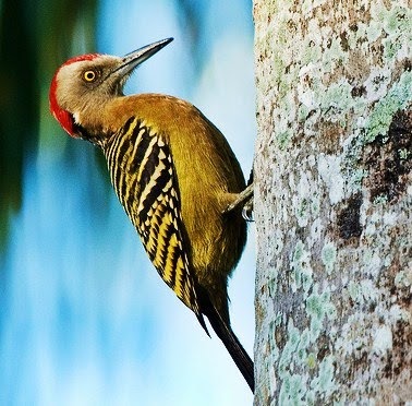hispaniolan woodpecker birds