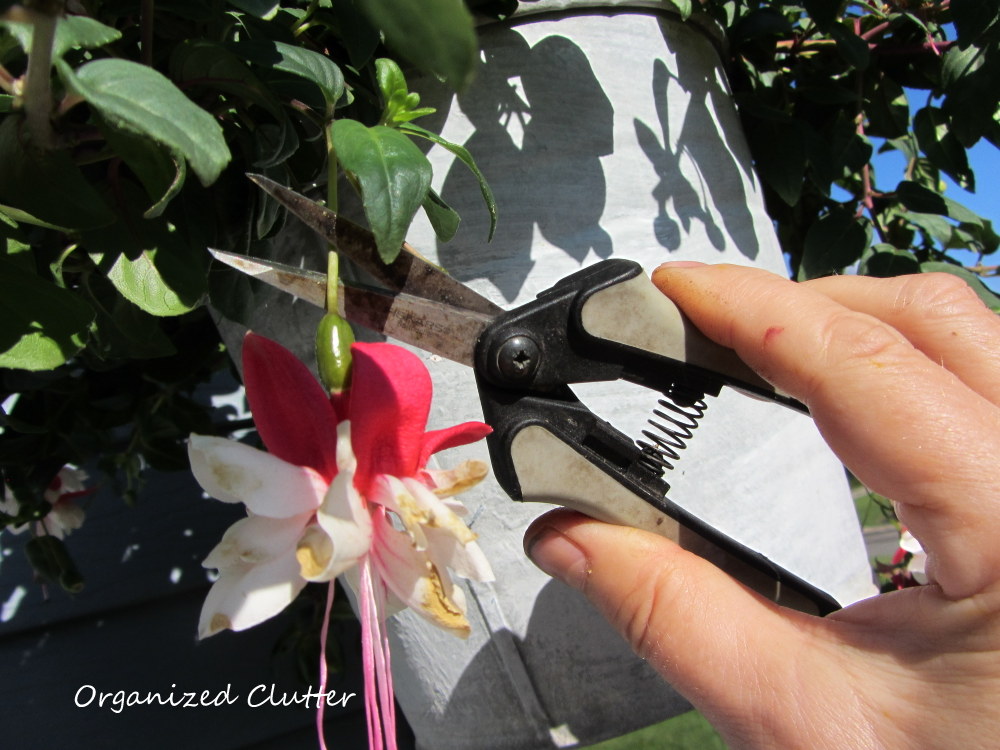 Deadheading The Beauty and Bane of a Flower Garden Organized Clutter
