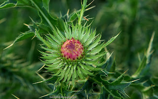 http://fotobabij.blogspot.com/2015/03/dziewiecsi-pospolity-carlina-vulgaris.html