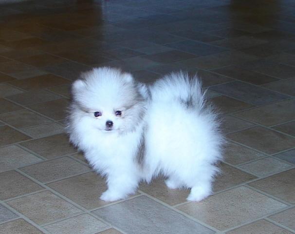 miniature pomeranian puppies puppy dogs mini pomeranian puppie miniature pomeranian puppies puppy dogs mini pomeranian puppie