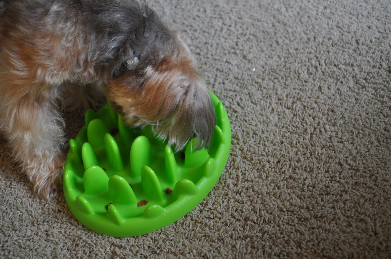 Food Puzzle Toys (Mini Green Slow Dog Feeder and Nina Ottosson Mix