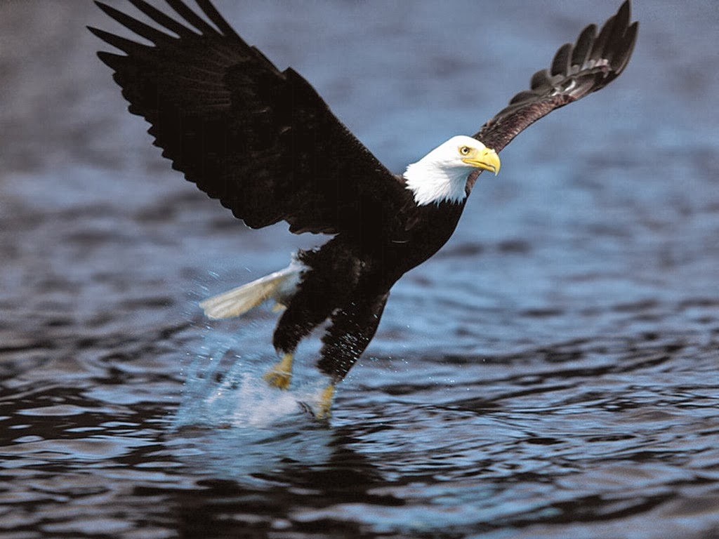 Desktop HD Wallpapers Free Downloads Bald Eagles HD Wallpapers