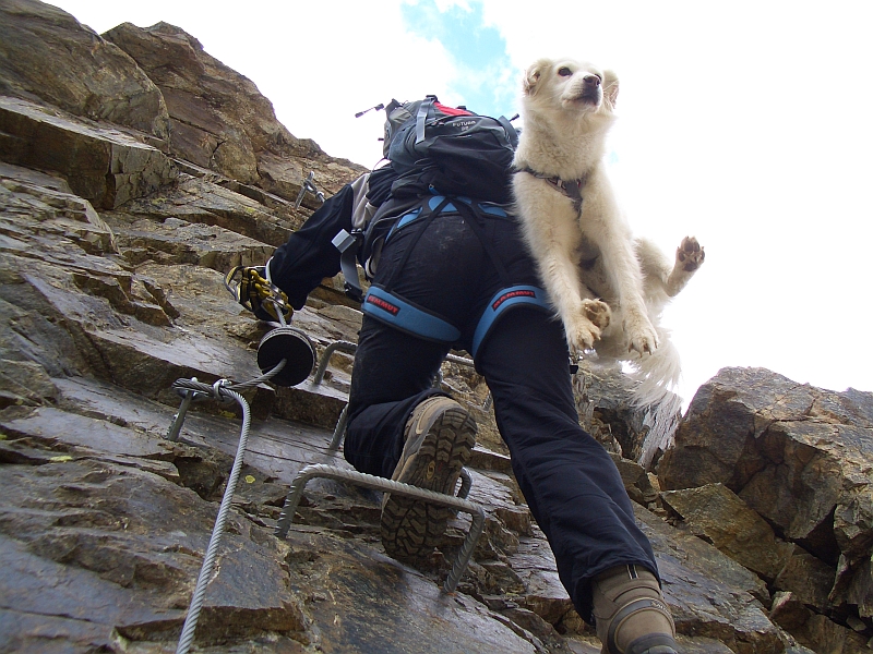 Halsbänder von Farina &amp; Princi Geschirre