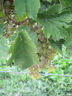 Grapes at Vineland Estates in Niagara, ON