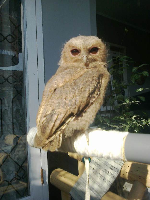 Aku cinta OWL Saazizah Blog