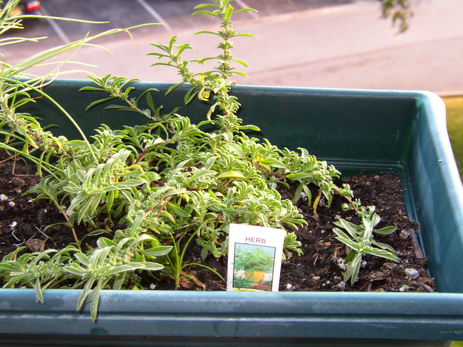 Backyard Patch Herbal Blog Summer Savory Herb of the Week
