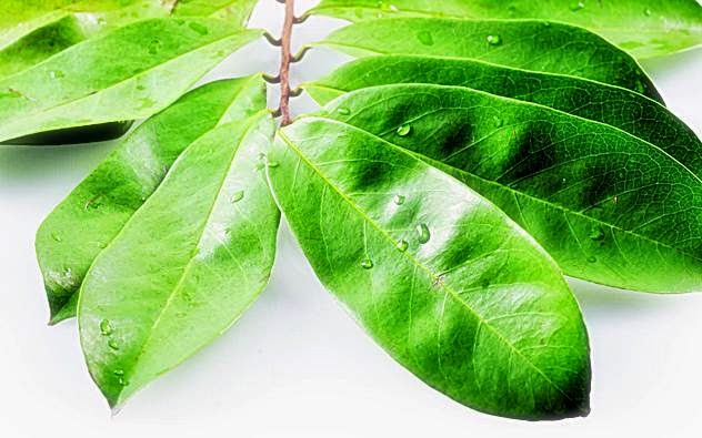 Benefits of Soursop Leaf Benefits To Beauty Benefits of Soursop Leaf Benefits To Beauty