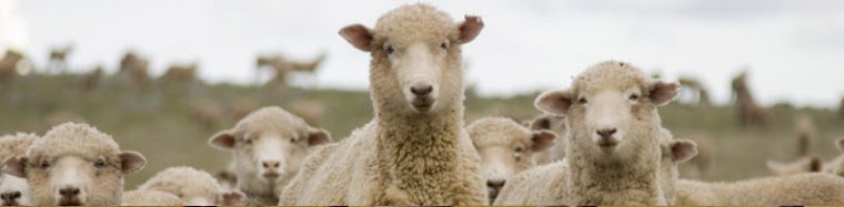 Welcome to Sheep Farm
