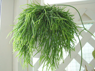 Rhipsalis cassutha