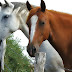 El caballo te enseña a ser un buen lider