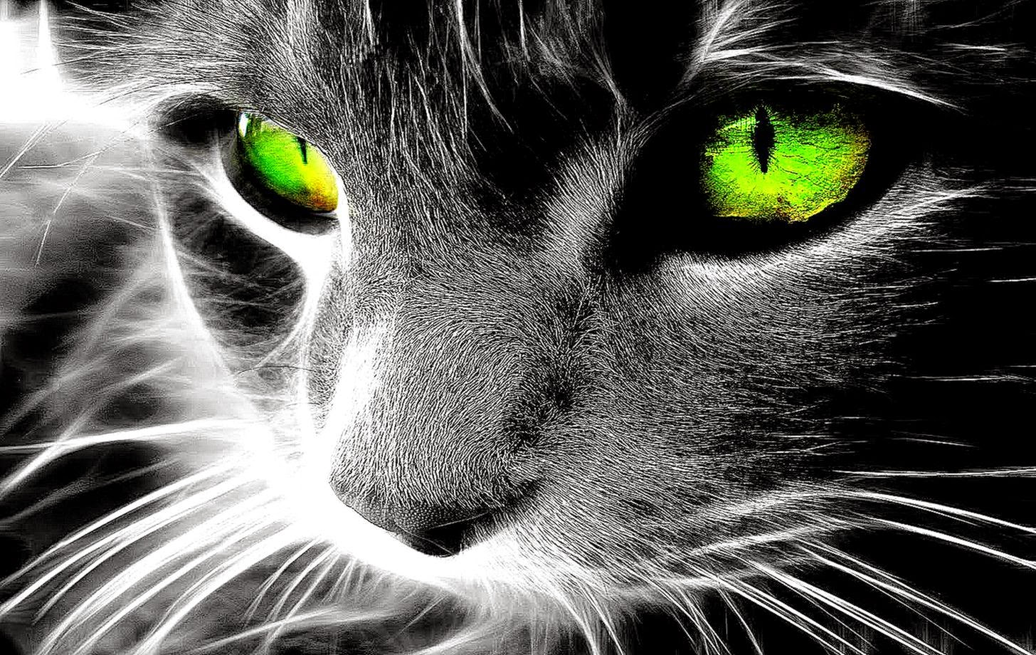 Cute Cat Green Eyes Wallpaper Hd