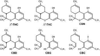 Does Hemp Seed Oil Grow Hair