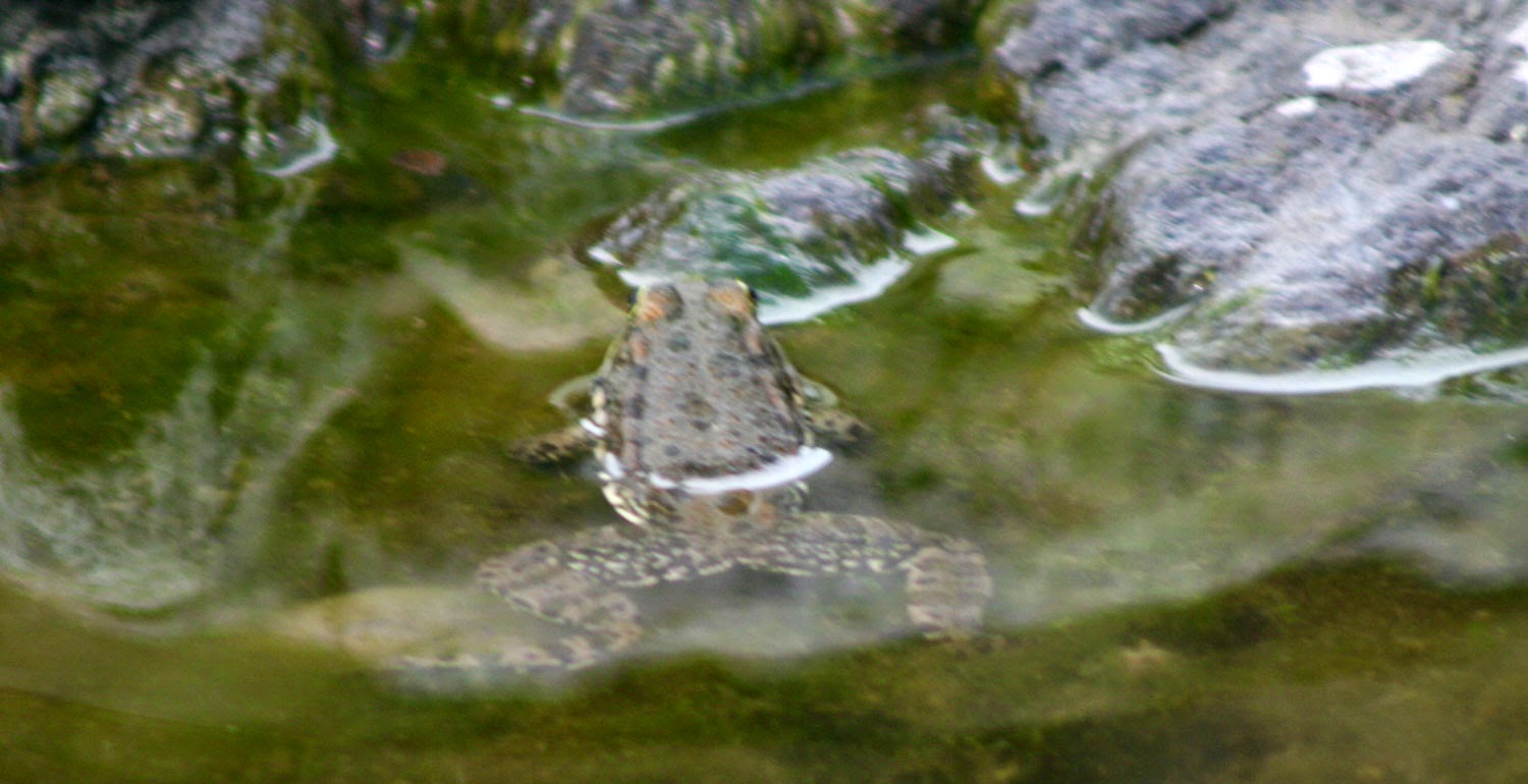 Singing frog Singing frog