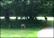 Later in the week, my mom. witnessed triplets with their momma.