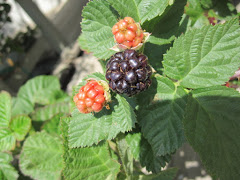 Late Spring in  our Yard