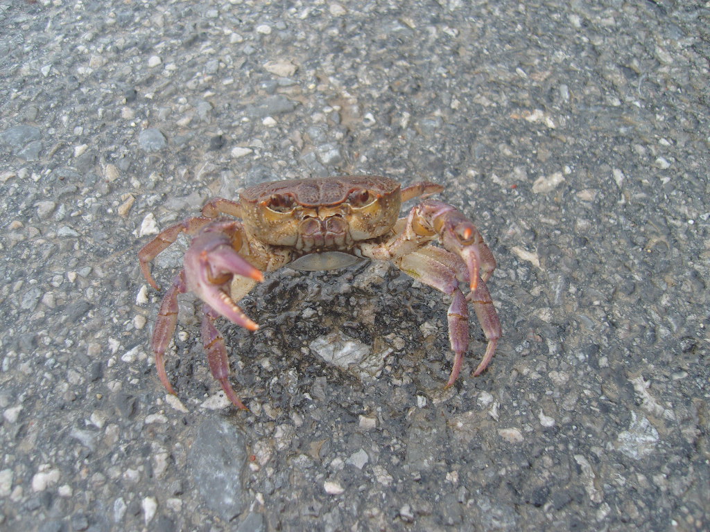Land Crab